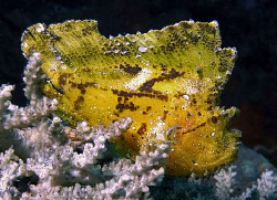 Leaf scorpionfish, Tulamben by Doug Anderson 
